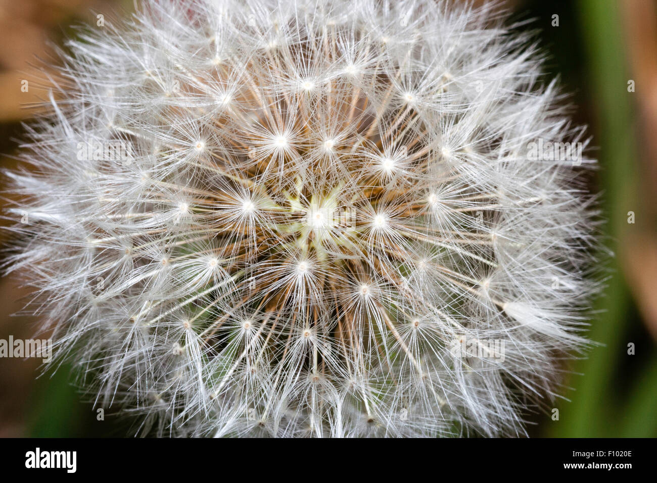 Dandelion 'Taraxacum agg', flower head turned into seed-head with round pattern of white seeds, in spray from flower head. Macro close up. Stock Photo