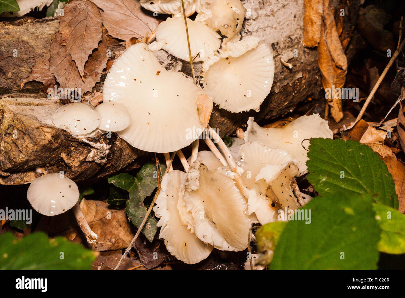 Macro shot of light brown, cream coloured shiny toadstools growing on side of fallen tree branch. Porcellain Fungus, Oudemansiella mucida. Stock Photo