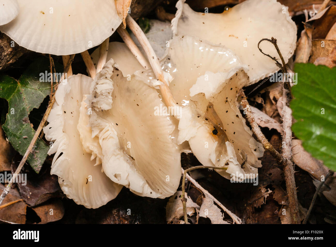 Macro shot of light brown, cream coloured shiny toadstools growing on side of fallen tree branch. Porcellain Fungus, Oudemansiella mucida. Stock Photo