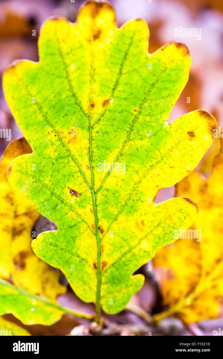 England. Single fallen large oak leaf, green center but edges yellowing