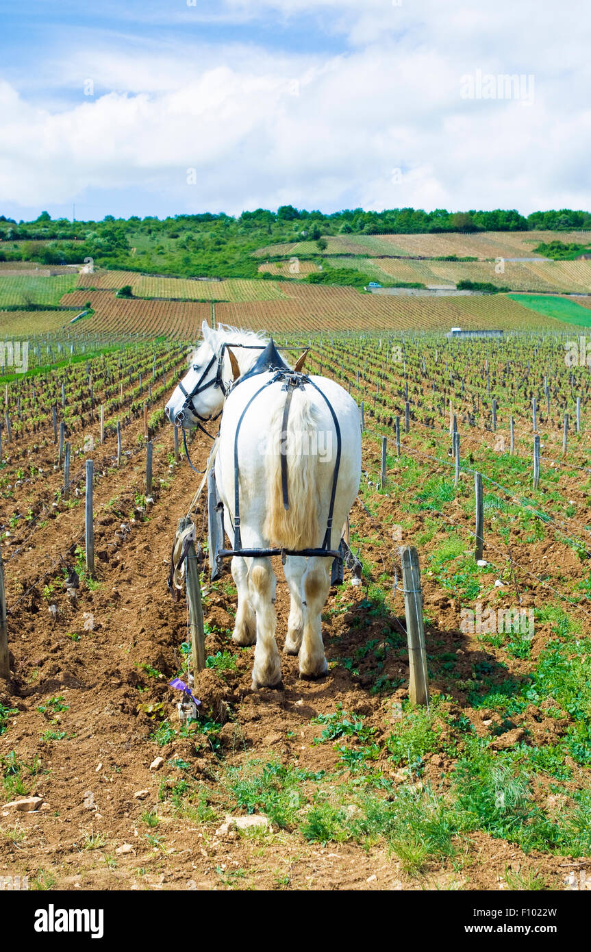 Draft horse and man tilling soil in the La Tache vineyard in Burgundy Stock Photo