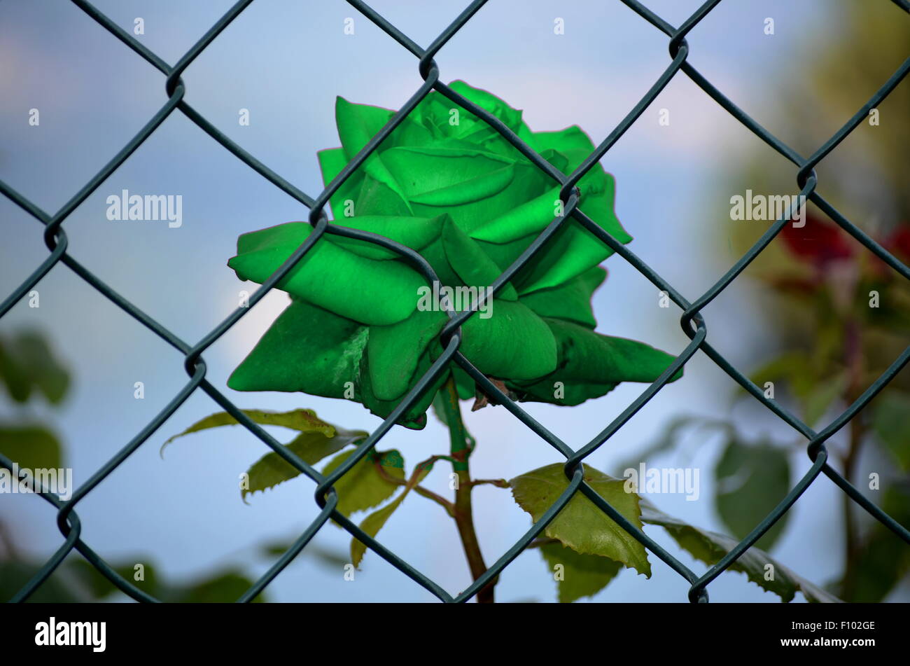 Green rose imprisoned Stock Photo