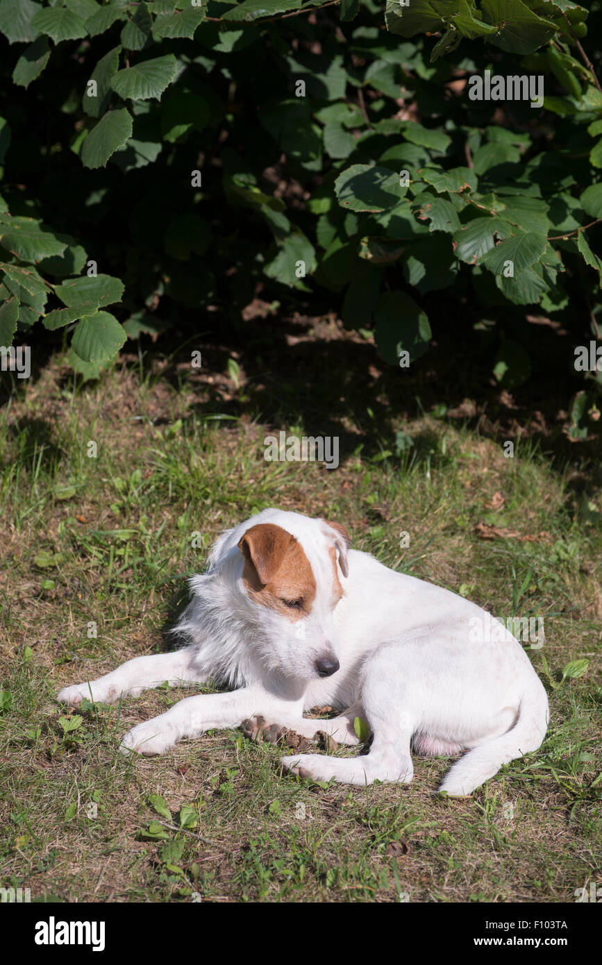 Parson Jack Russell Terrier lying on the grass at backyard Stock Photo