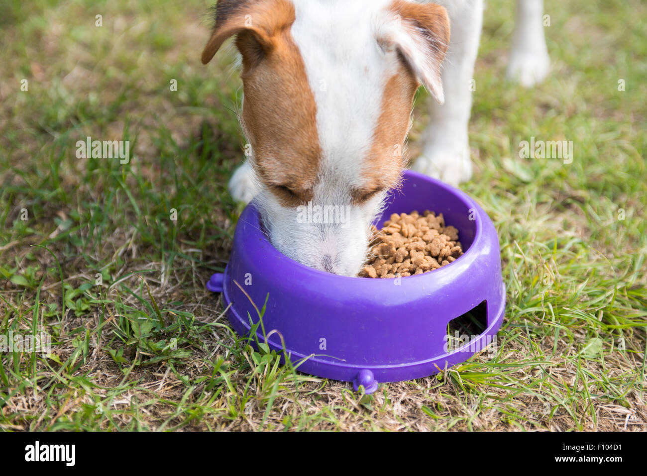 Jack Russell Parson Terrier dog start eating food out of the bowl
