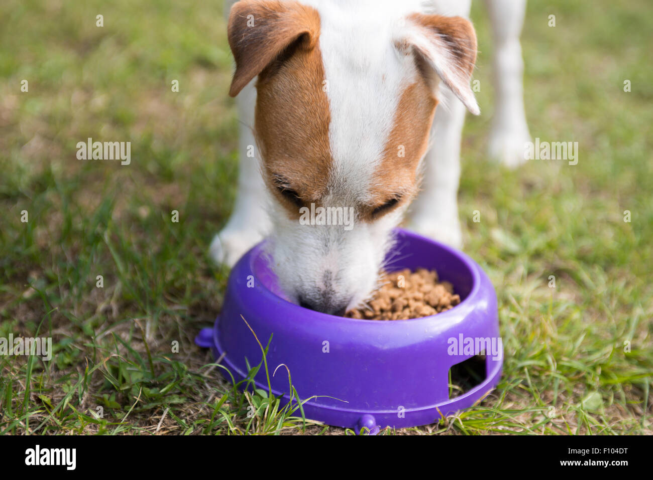How Do You Feed A Jack Russell