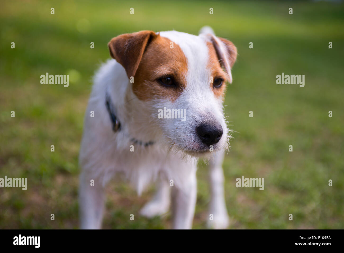 Jack Parson Russell Terrier puppy dog pet, tan rough coated, outdoors