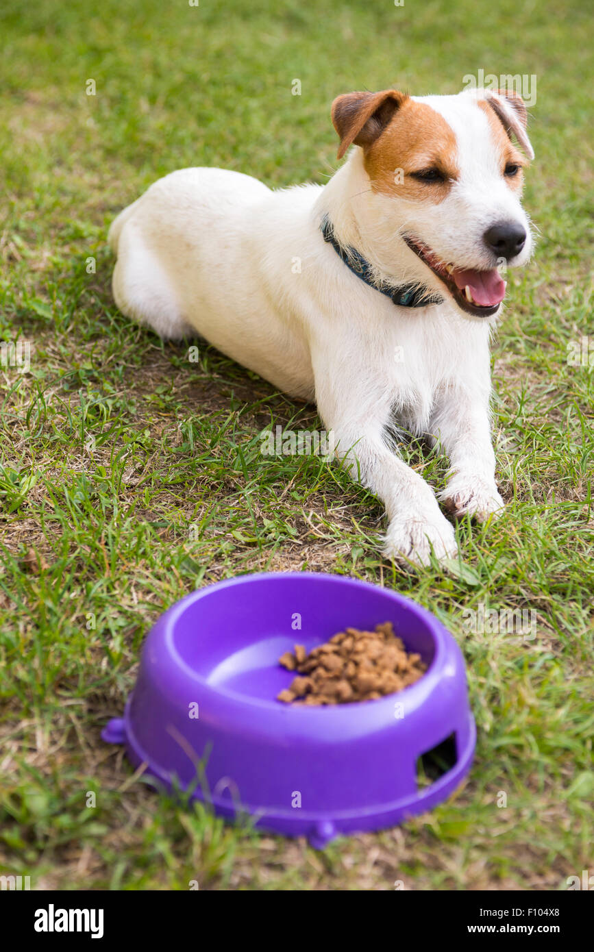 Jack russell terrier dog head hires stock photography and images Alamy