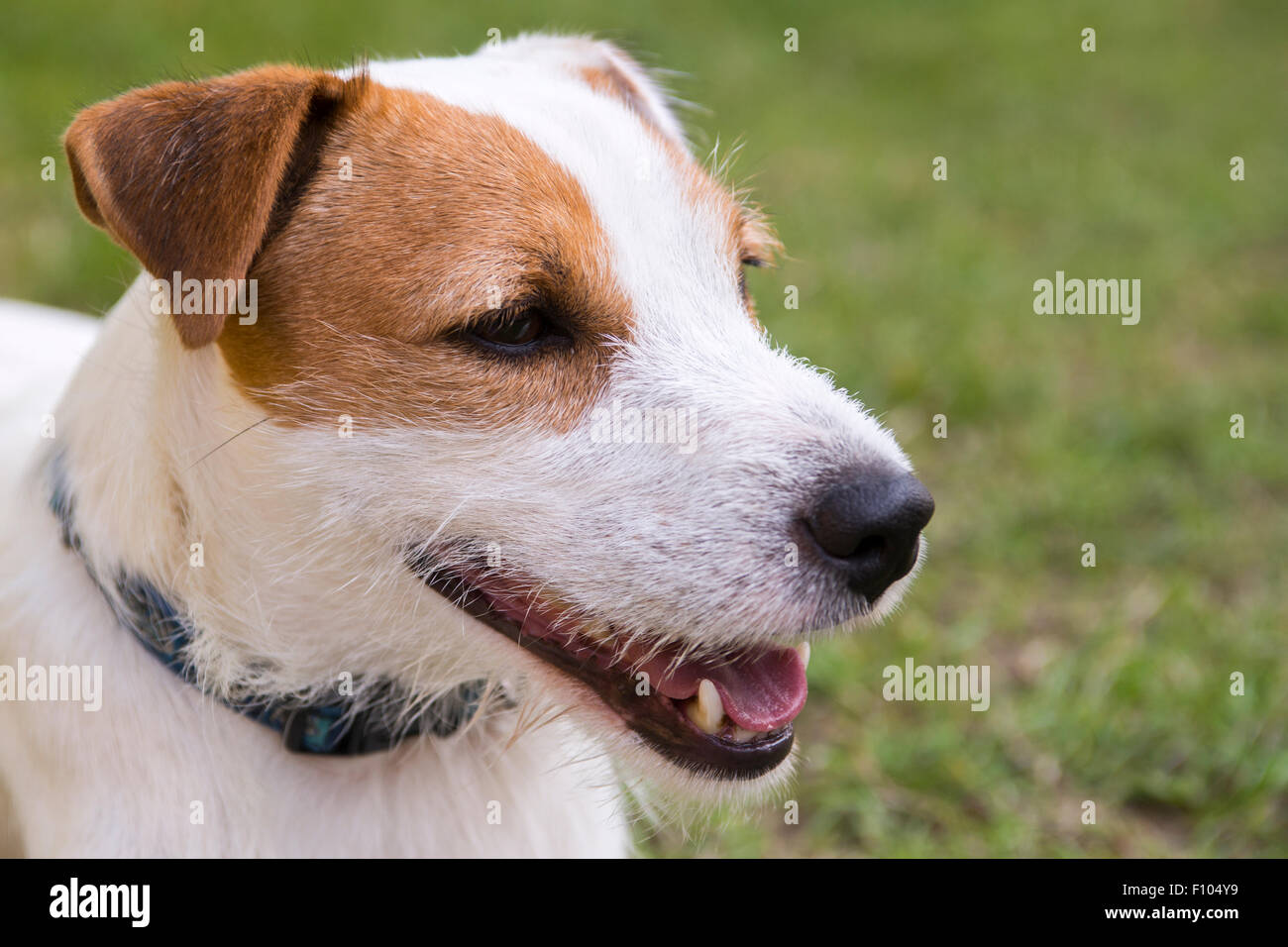 Jack parson dog cheap
