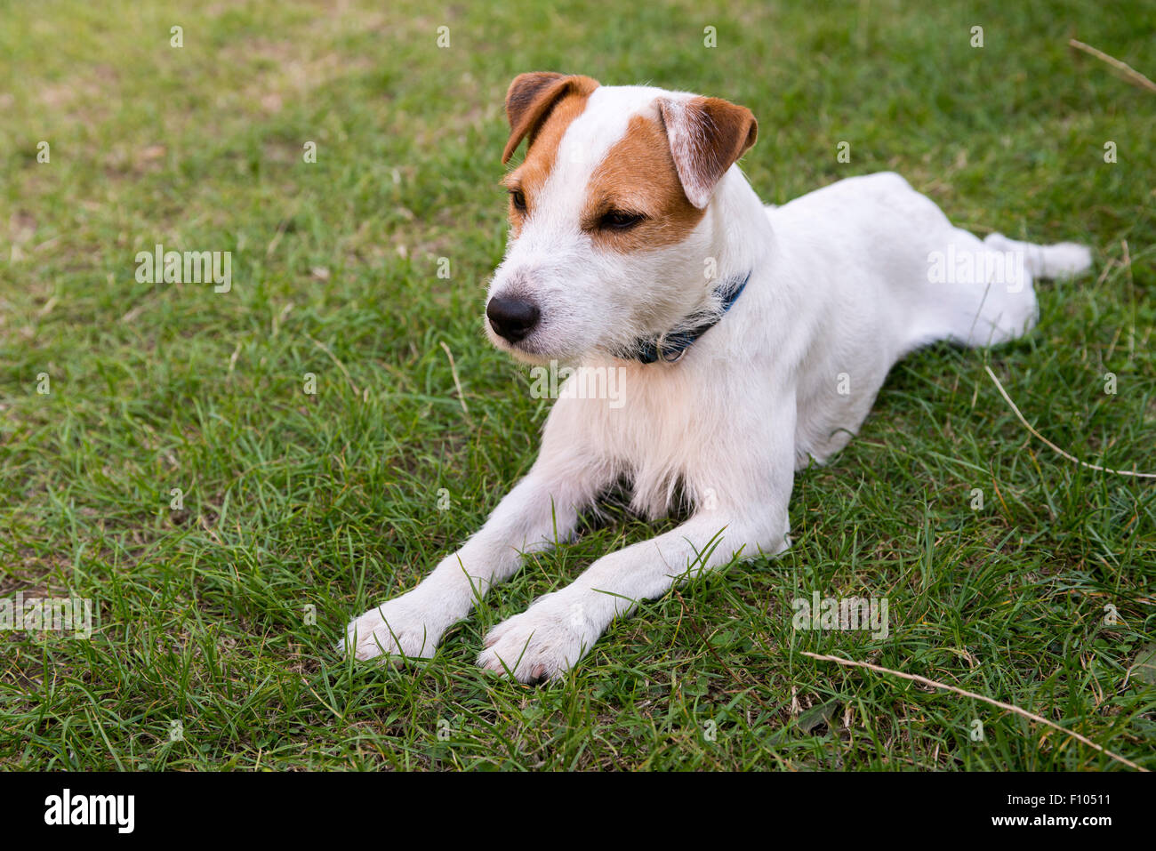 Parson Jack Russell Terrier lying on the grass at backyard Stock Photo