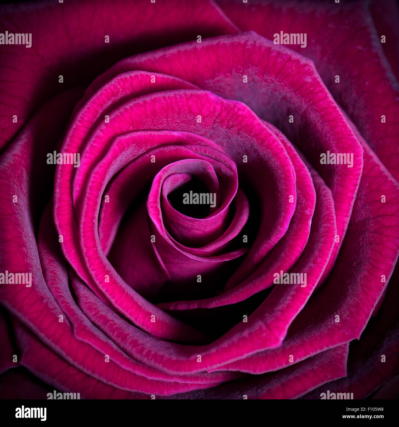 Close up of beautiful fuchsia pink coloured rose Stock Photo