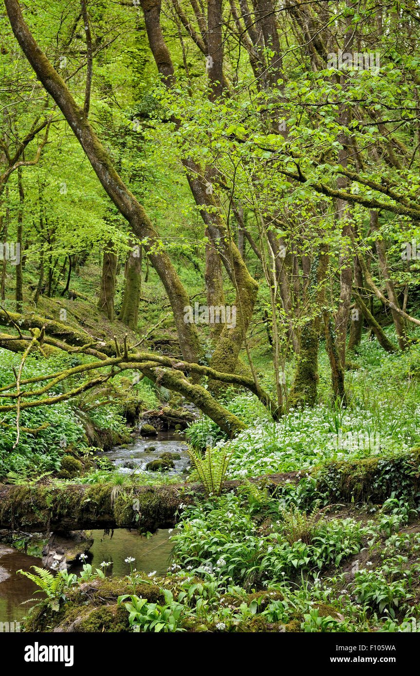 Spring woodland scene in Somerset, UK Stock Photo
