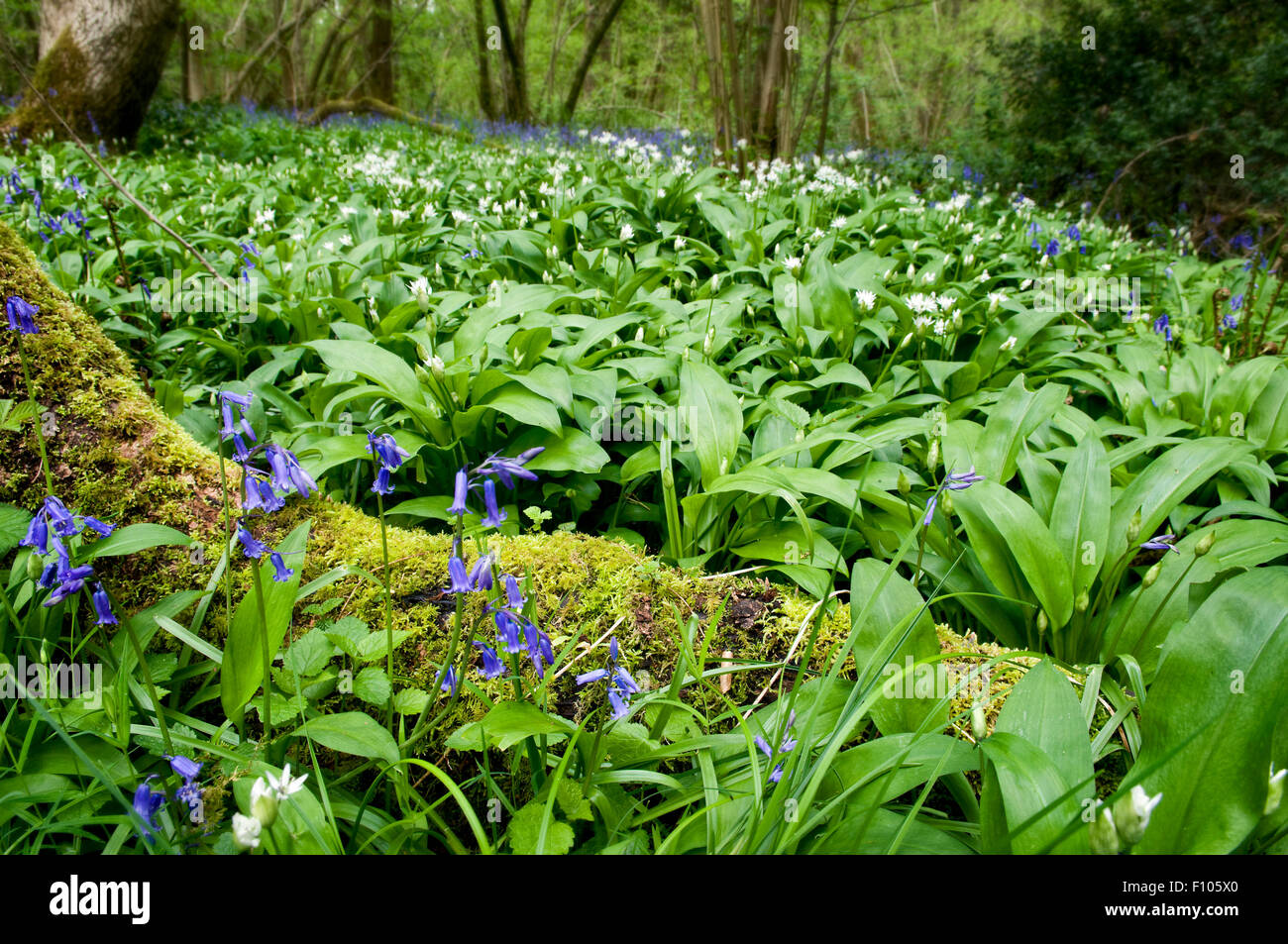 Wild garlic woods in Somerset, also called alliums, Allium ursinum, ransomes, buckrams with bluebells in foreground Stock Photo