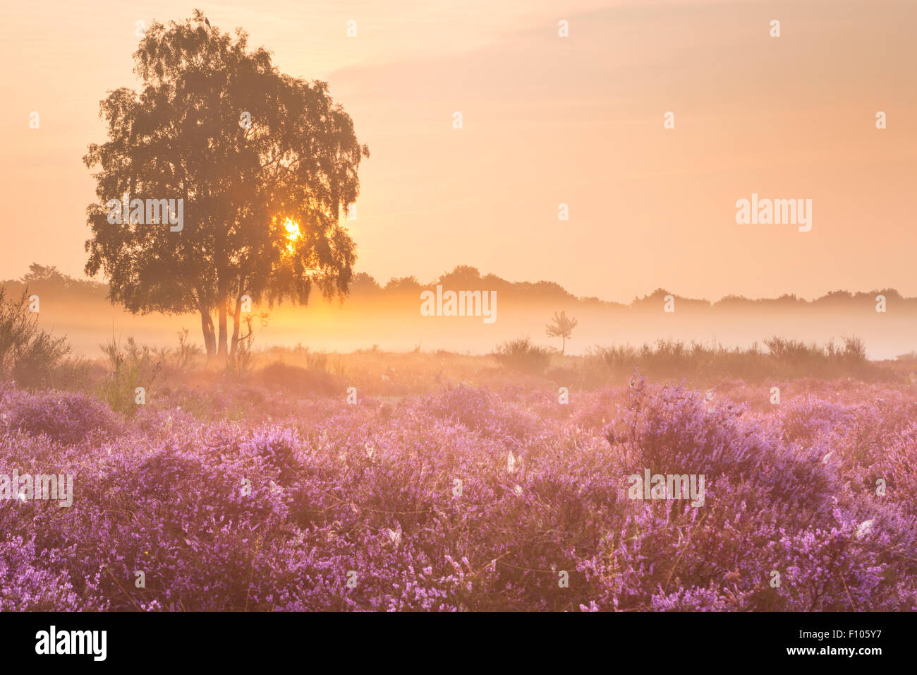 Blooming heather on a foggy morning at sunrise. Photographed near Hilversum in The Netherlands. Stock Photo