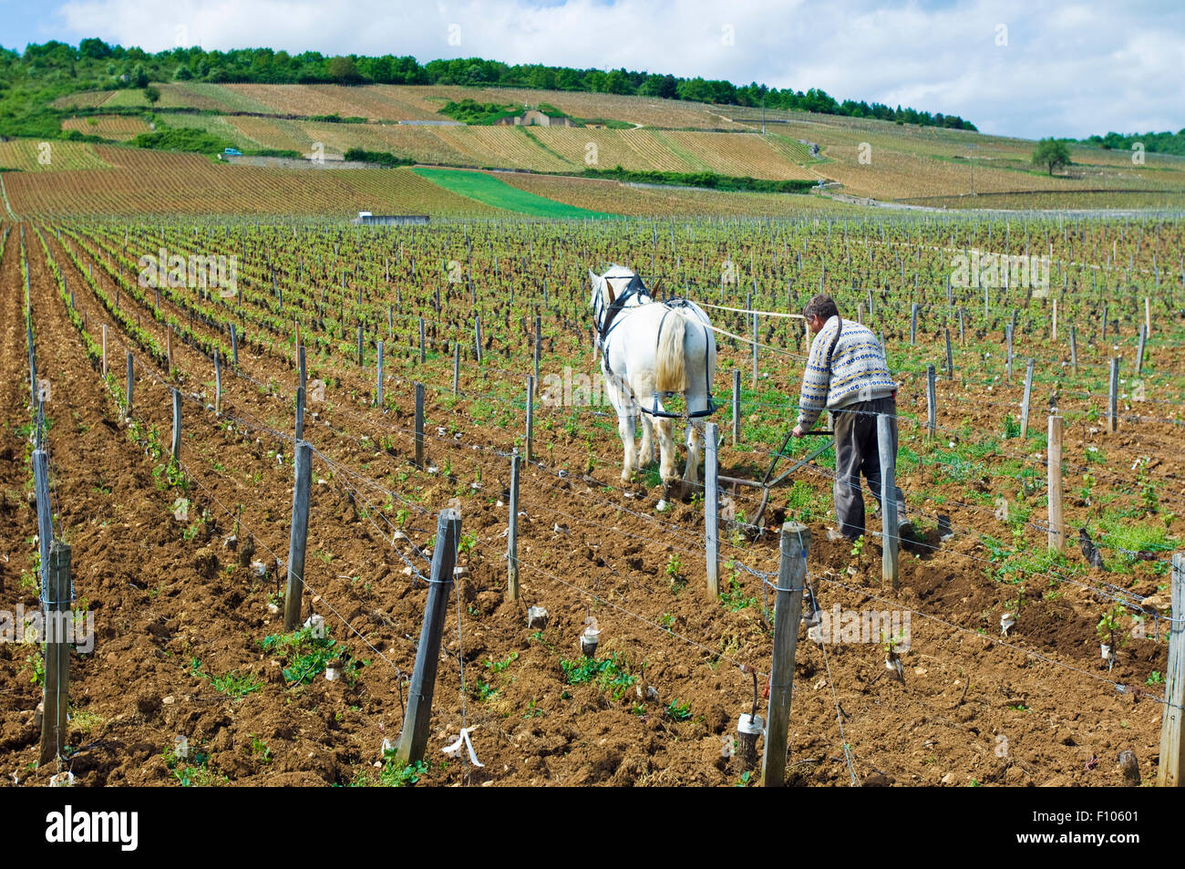 Draft horse and man tilling soil in the La Tache vineyard in Burgundy Stock Photo