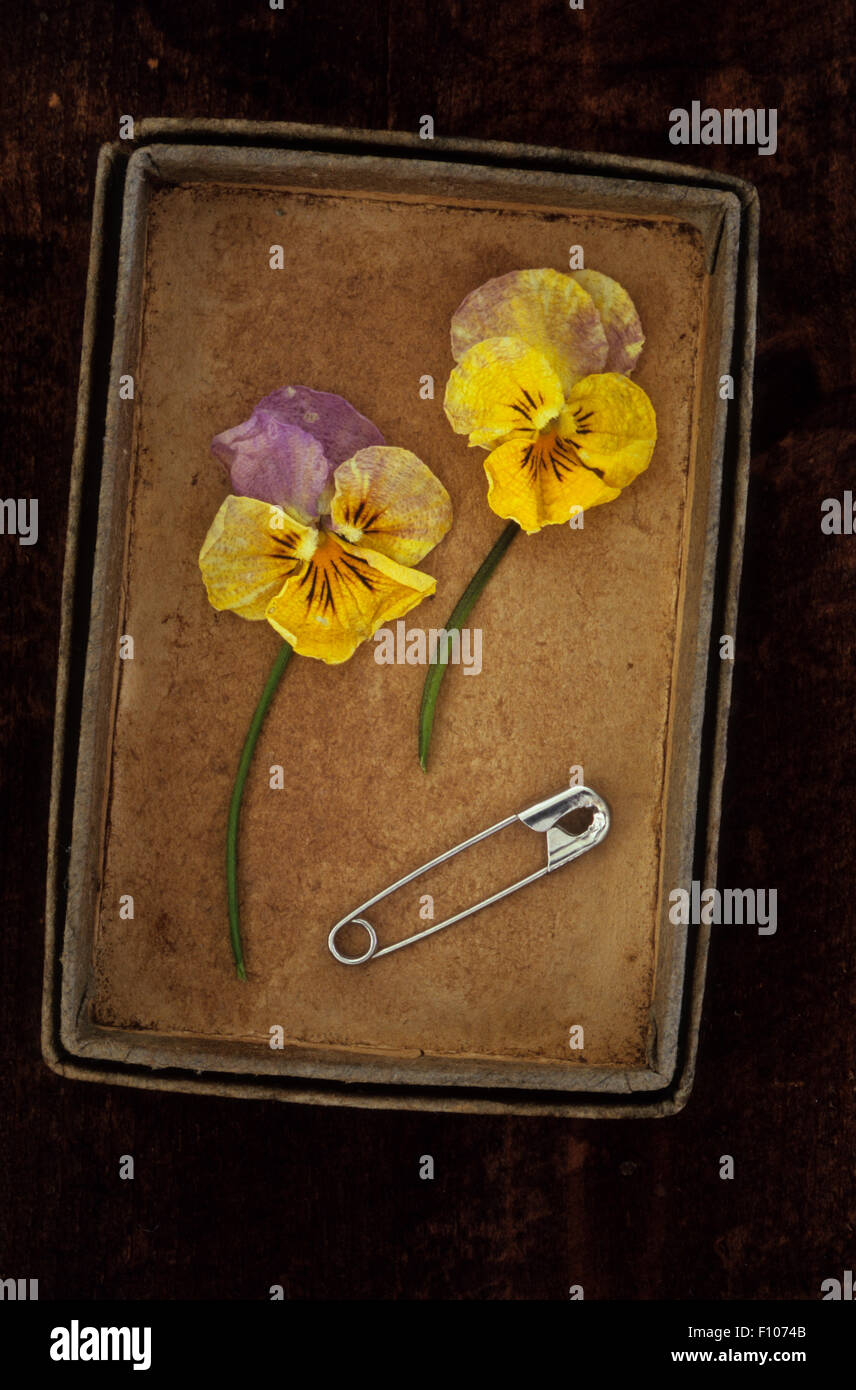 Old cardboard box containing two wilted yellow and lilac pansies with stalks and silver safety-pin Stock Photo