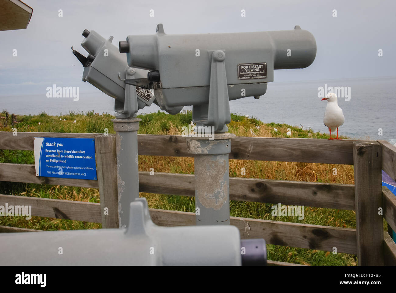 A seagull in front of large binocular at The Nobbies, Phillip Island, Victoria, Australia. Stock Photo