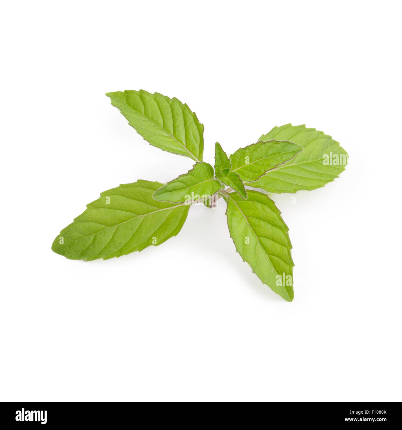 Fresh mint leaves. Spearmint tops. Large depth of field Stock Photo