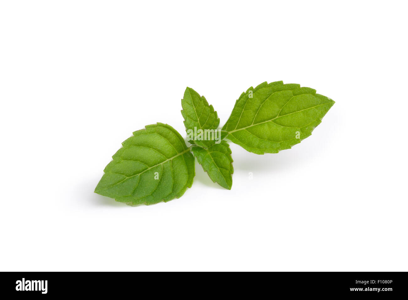 Fresh mint leaves. Spearmint tops. Large depth of field Stock Photo Alamy