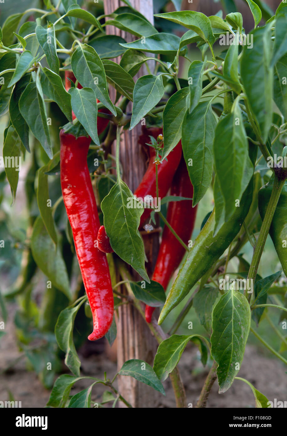 growing chili peppers. Close up Stock Photo
