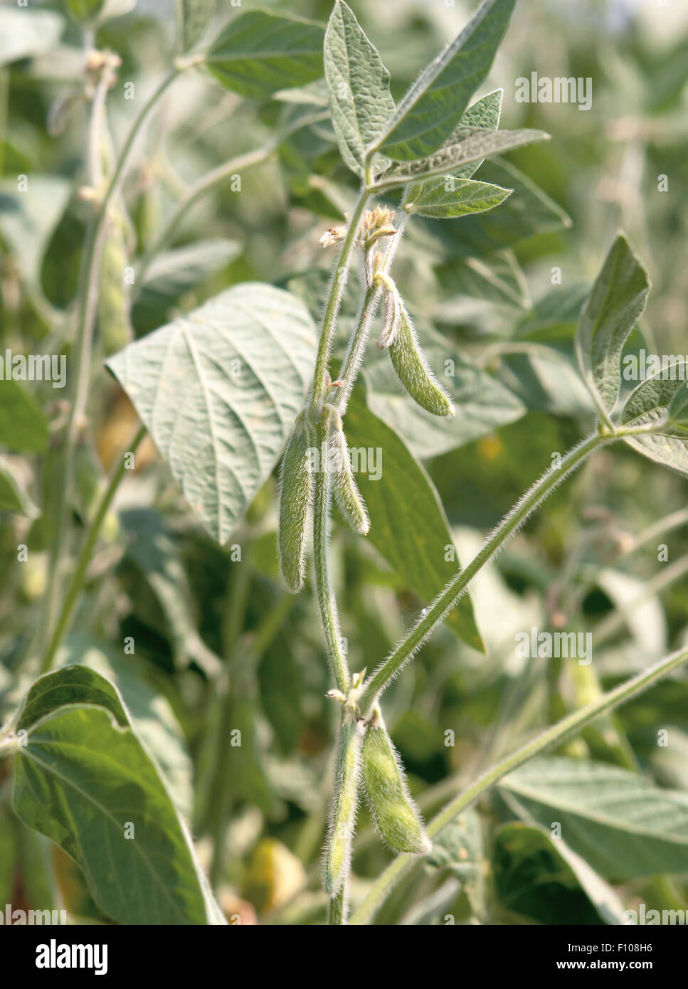 Soy bean plant hires stock photography and images Alamy