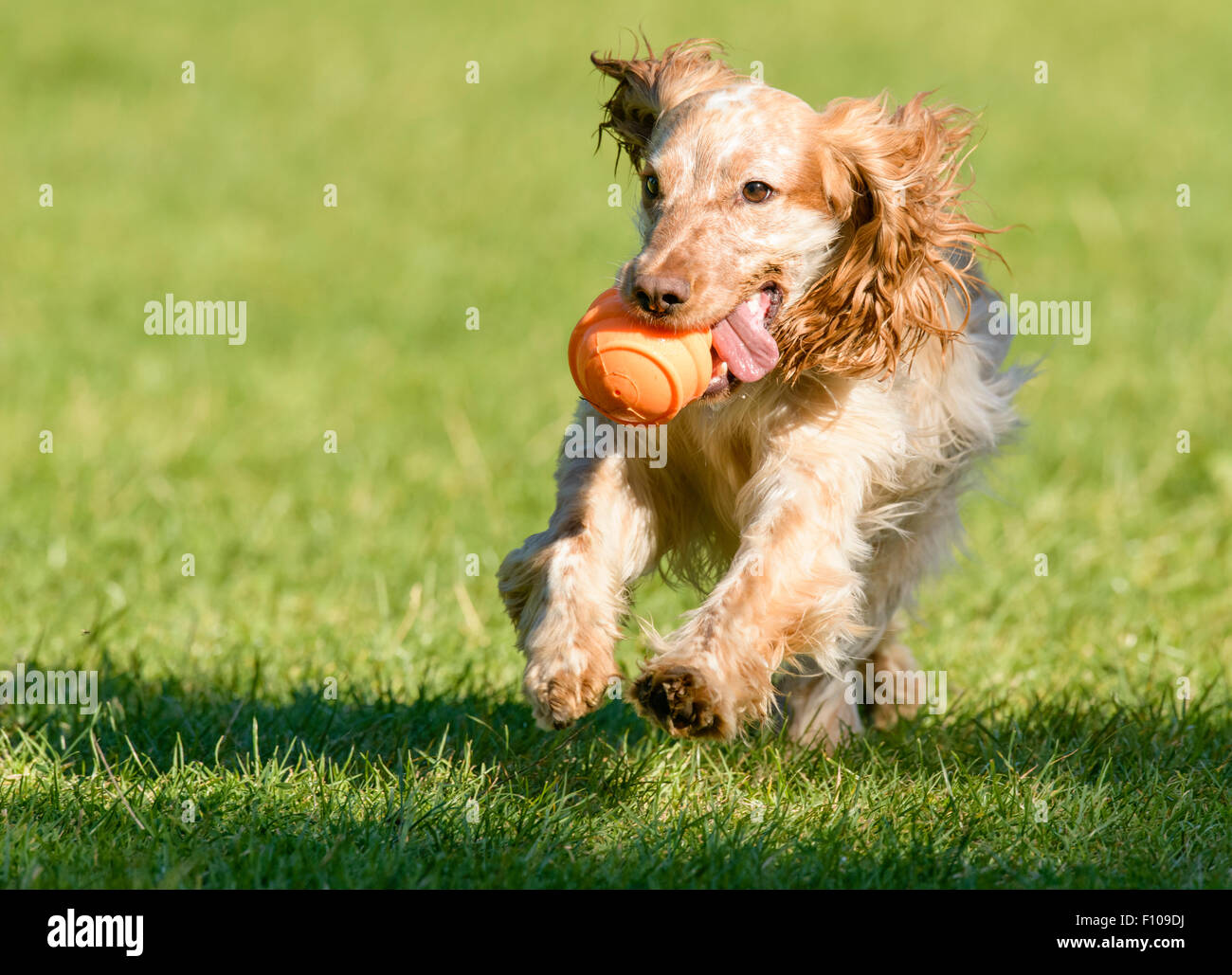 Lemon Roan Working Cocker Spaniel Playing With a Ball in the Park Stock Photo Alamy