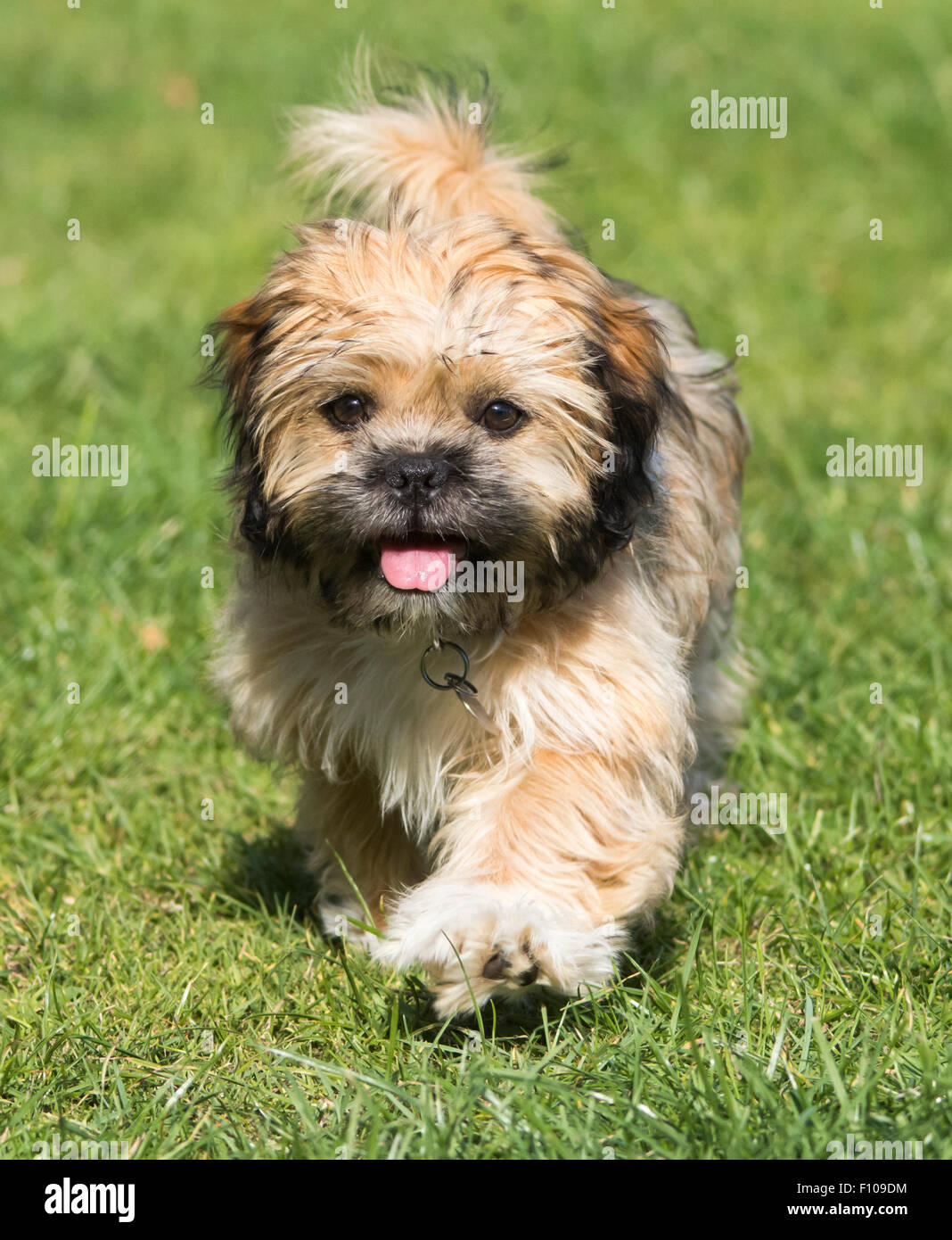 Lhasa Apso Puppy in the Park Black and Tan Stock Photo Alamy