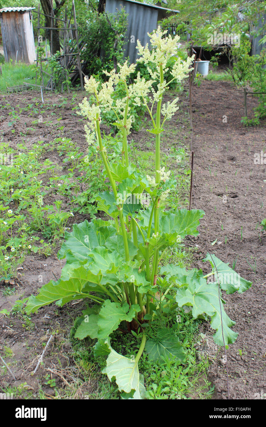 big blossoming bush of rhubarb in the spring Stock Photo