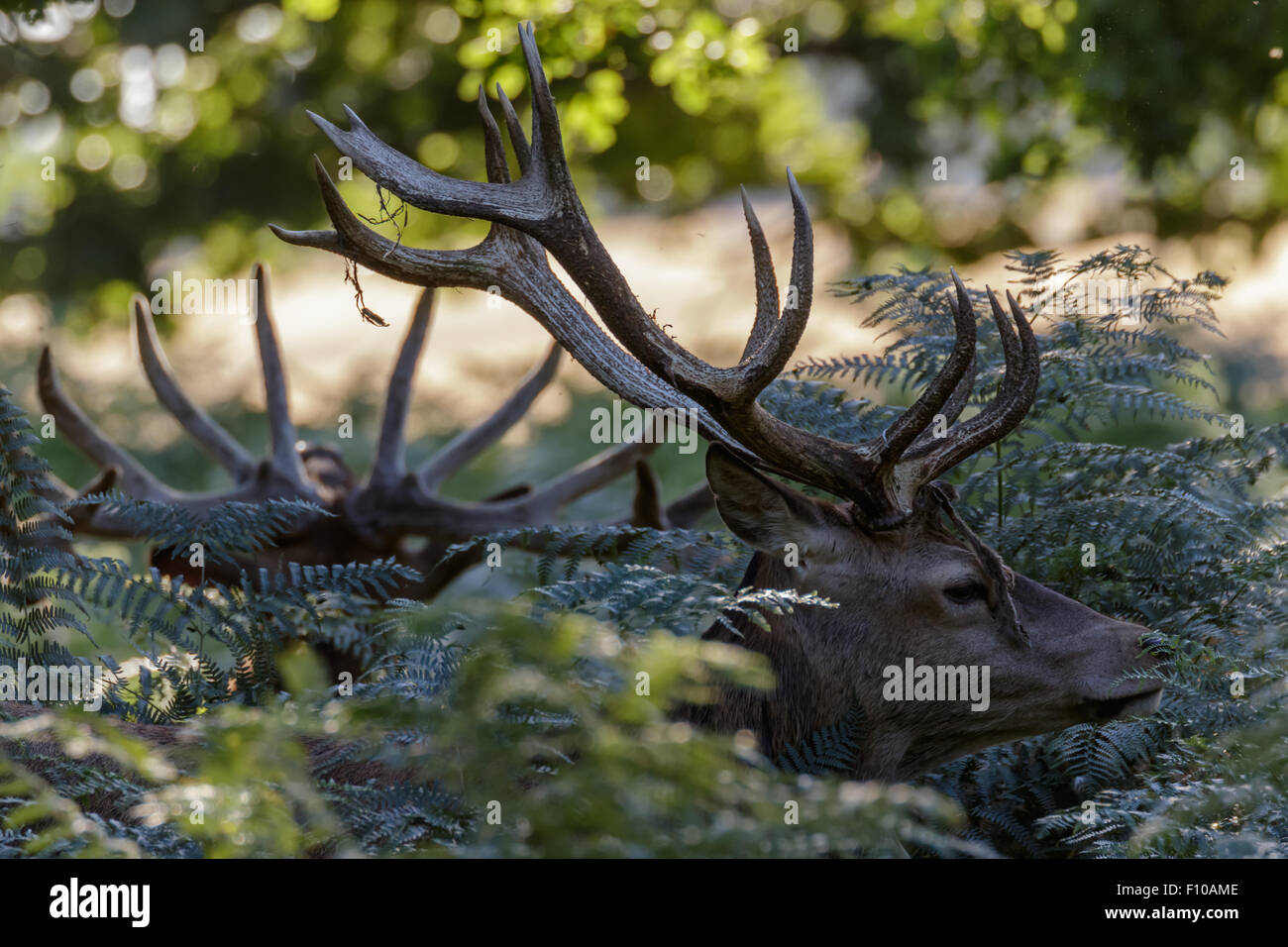 Stags antlers hires stock photography and images Alamy