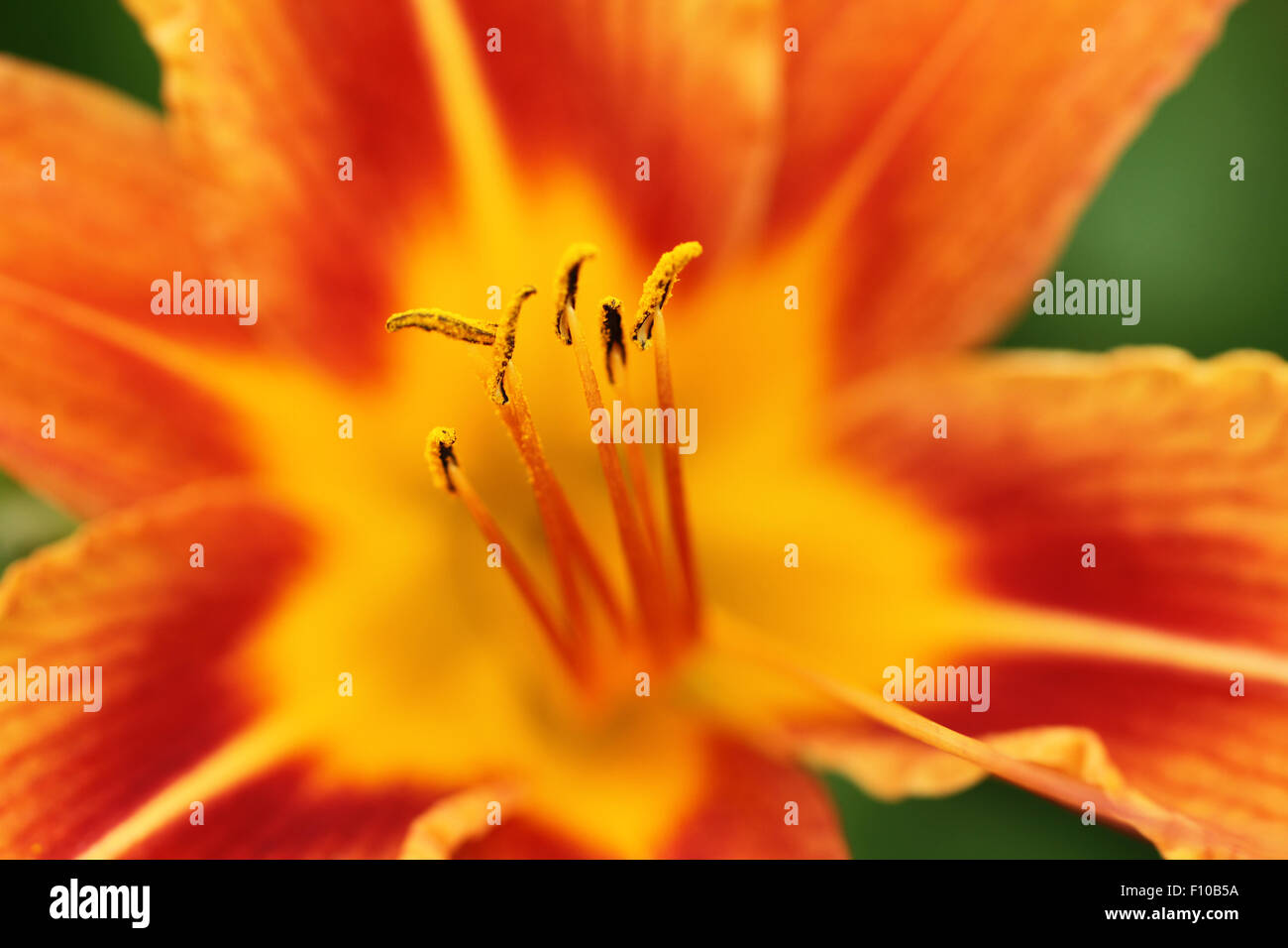 Orange day lily flower against green grass background Stock Photo Alamy