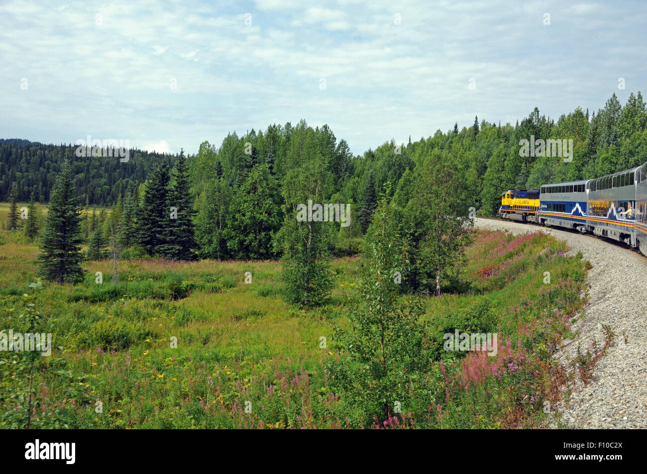 Alaska RR rounds a bend near a field of pine trees and purple fire weed near Denali National Park Stock Photo