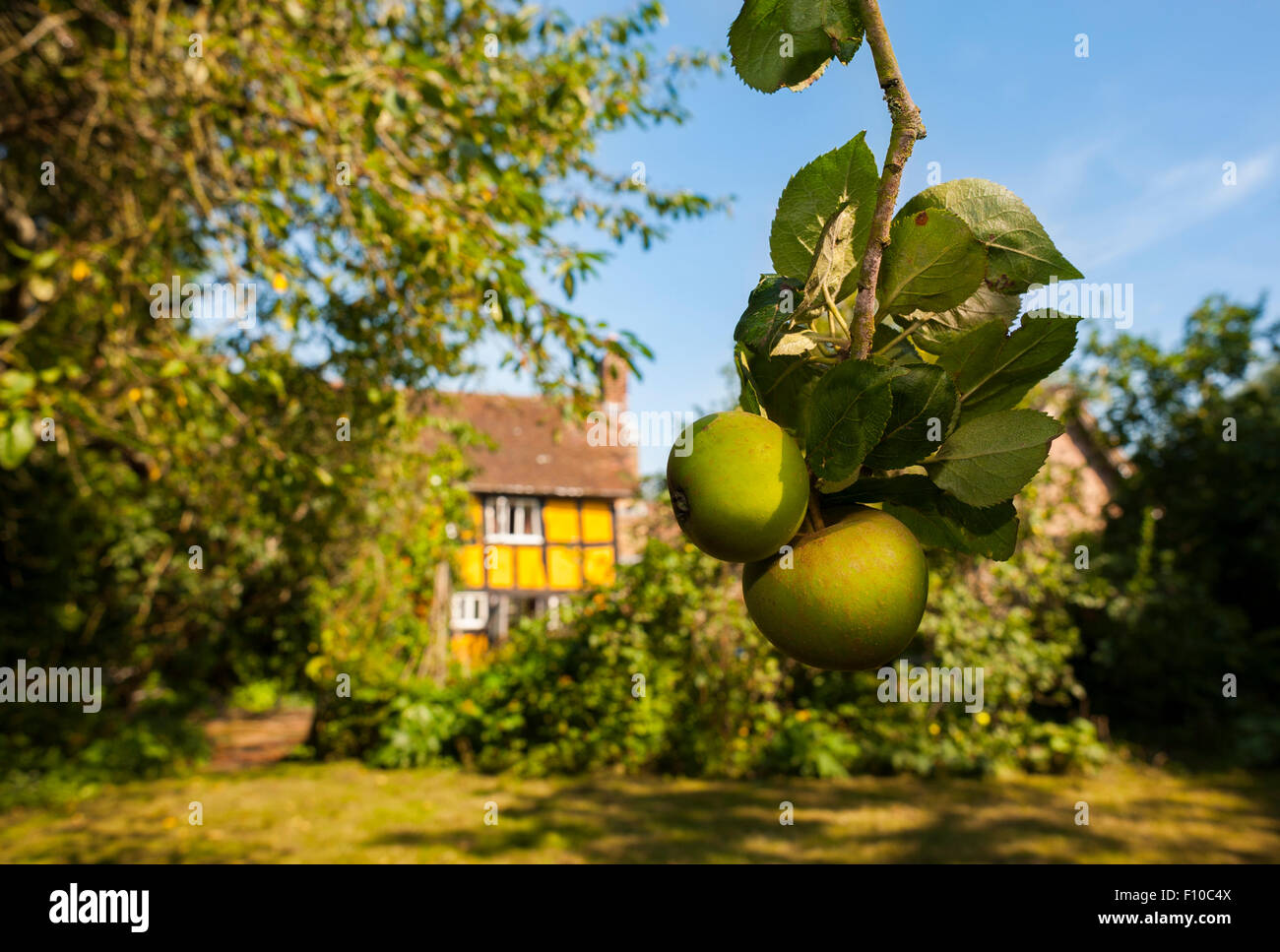 Apple tree in cottage garden hires stock photography and images Alamy