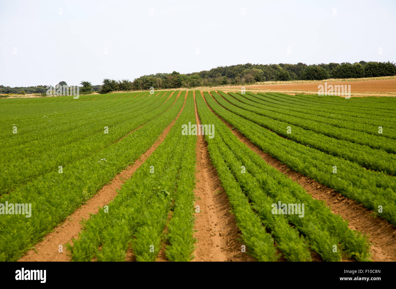 Lines of carrots growing in a field in Sandlings former heathland, Sutton, Suffolk, England, UK Stock Photo