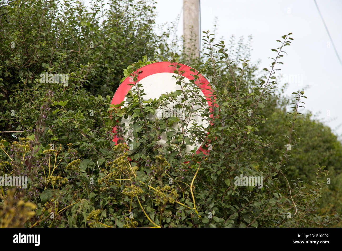 Red circular road sign obscured by vegetation, Suffolk, England, UK Stock Photo