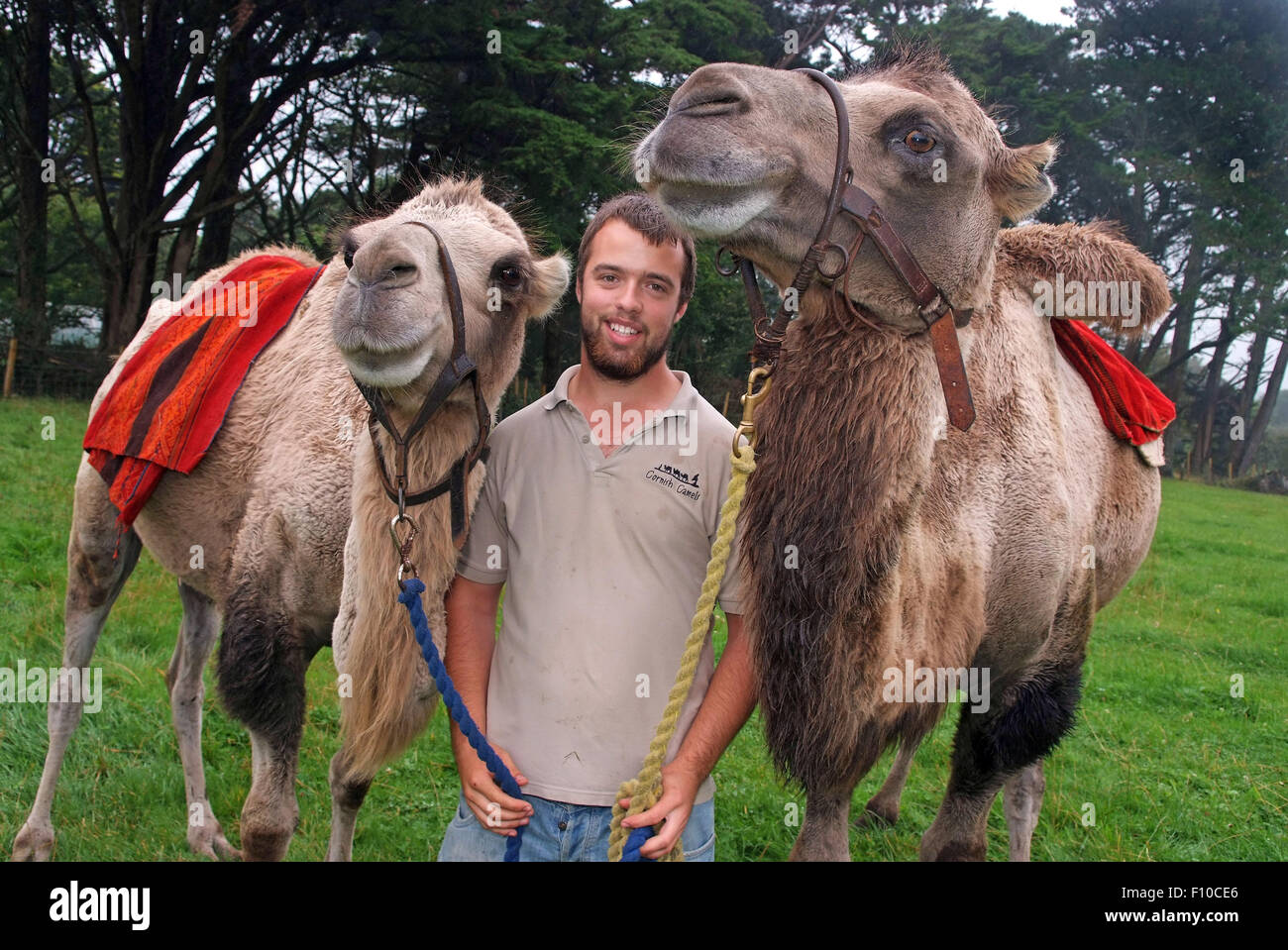 Cornwall Camels,a trekking company owned by David Oates in Helston,Cornwall,UK,which offer camel riding for the public.a UK trek Stock Photo