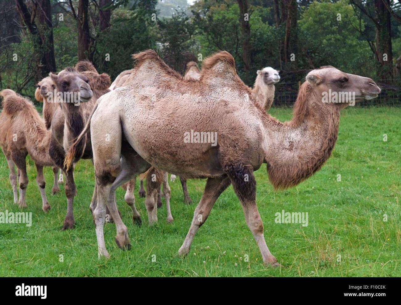 Cornwall Camels,a trekking company owned by David Oates in Helston,Cornwall,UK,which offer camel riding for the public.a UK trek Stock Photo