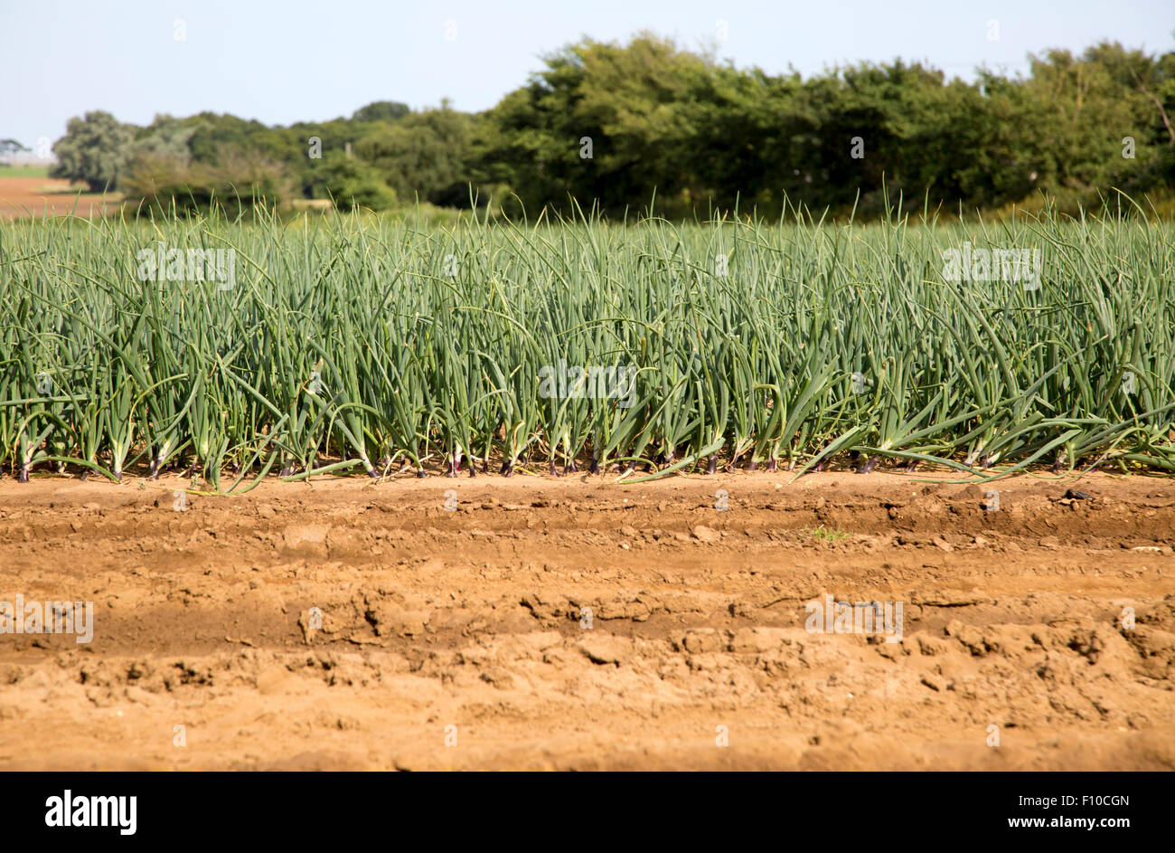 Onions growing hires stock photography and images Alamy