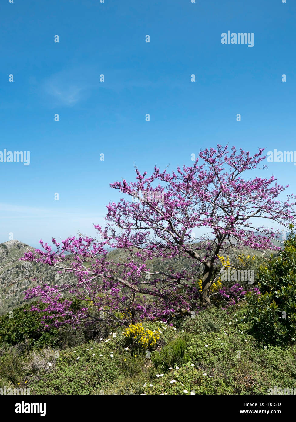 Chania Rural Crete chania milia hi-res stock photography and images - Alamy