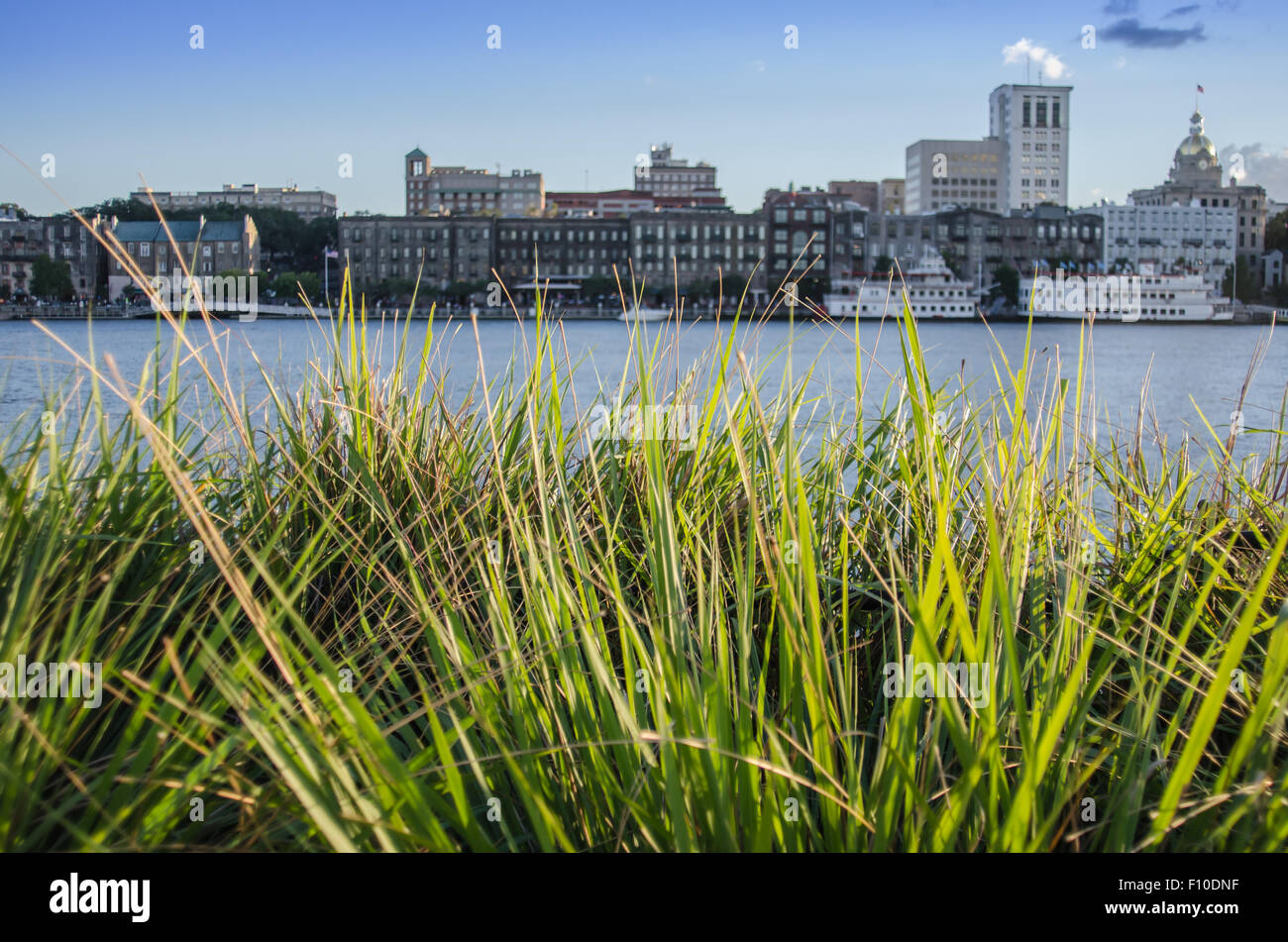 Green grasses with the Savannah riverfront blurred in the background Stock Photo