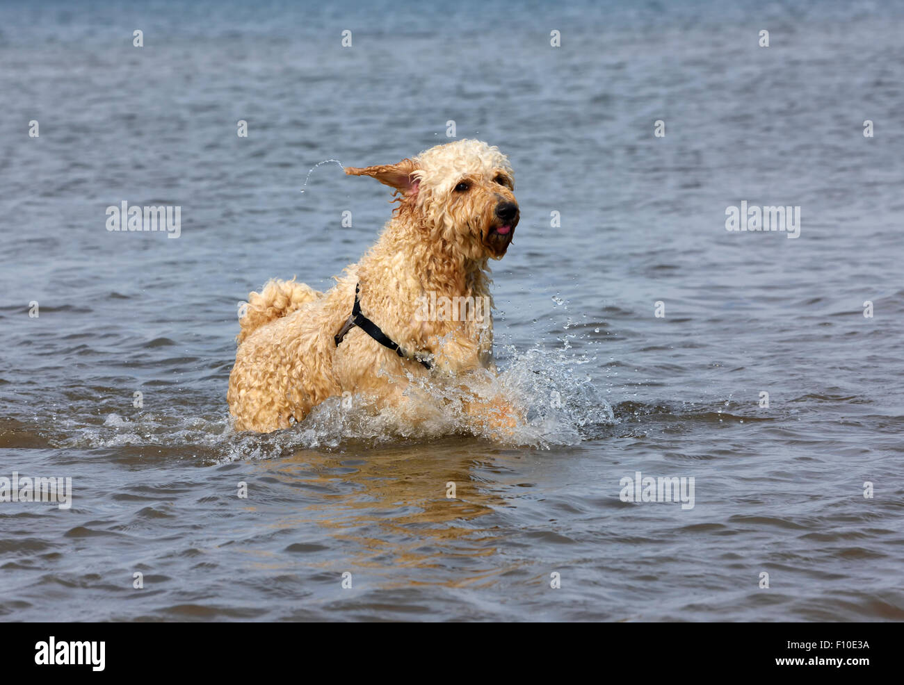 Labradoodle dog running in the sea in Blackpool, Lancashire Stock Photo