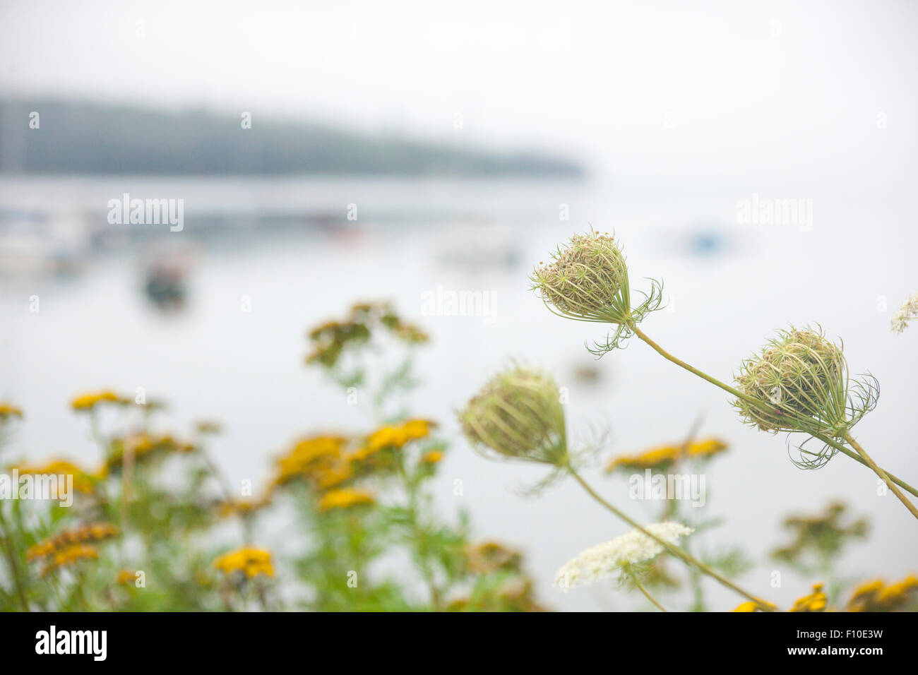flowers near ocean Stock Photo Alamy