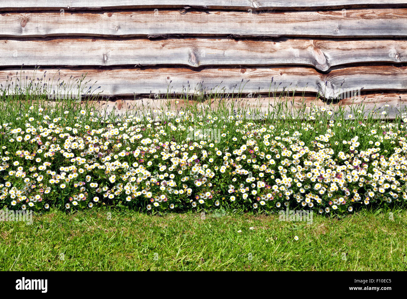 Small white wild flowers, purple lavender on a brown wood wall, with grass in the foreground, in a summer garden Stock Photo