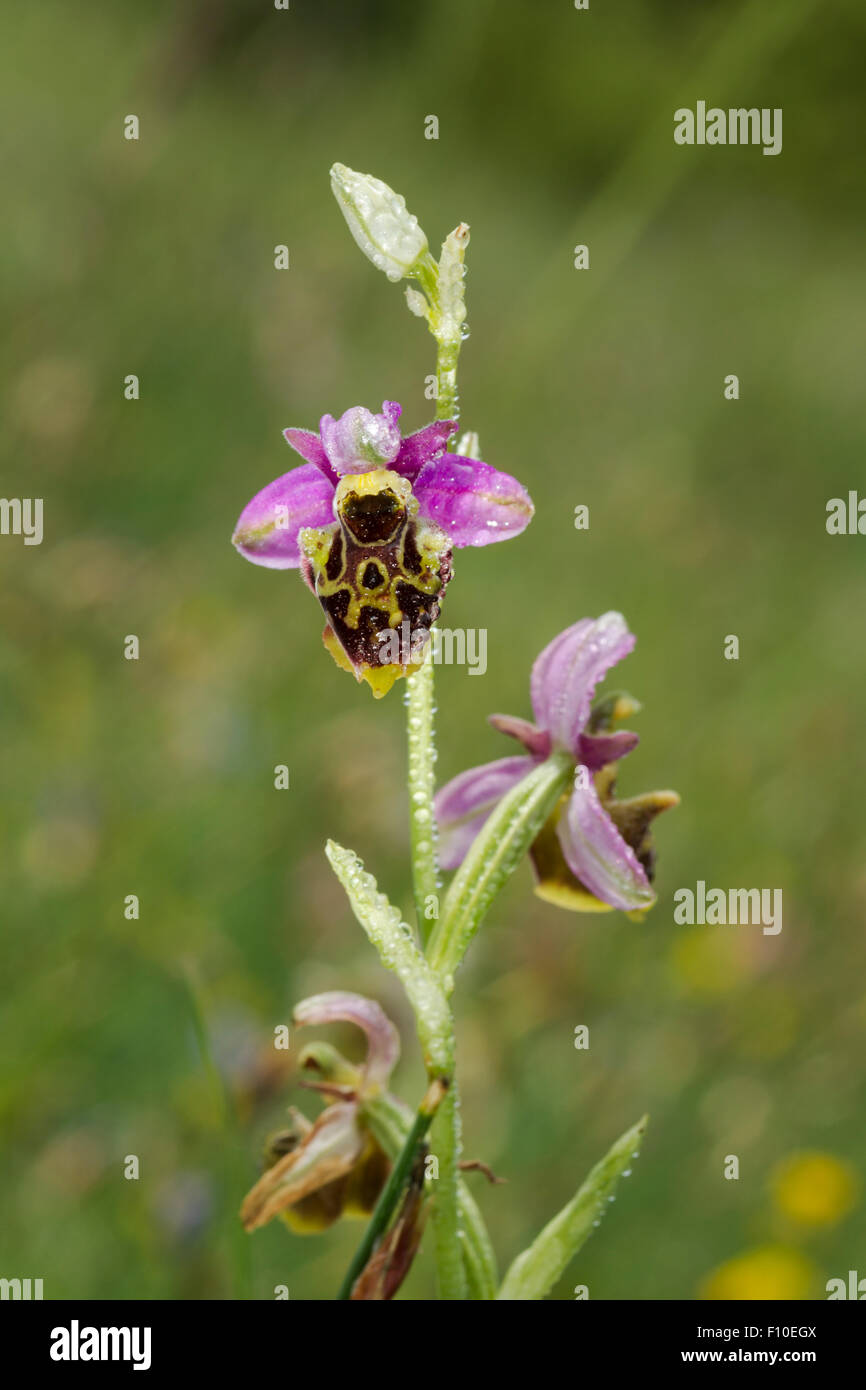 Late spider orchid, Latin name Ophrys fuciflora, pink, purple, with water drops on its petals, growing in a grassy alpine meadow Stock Photo