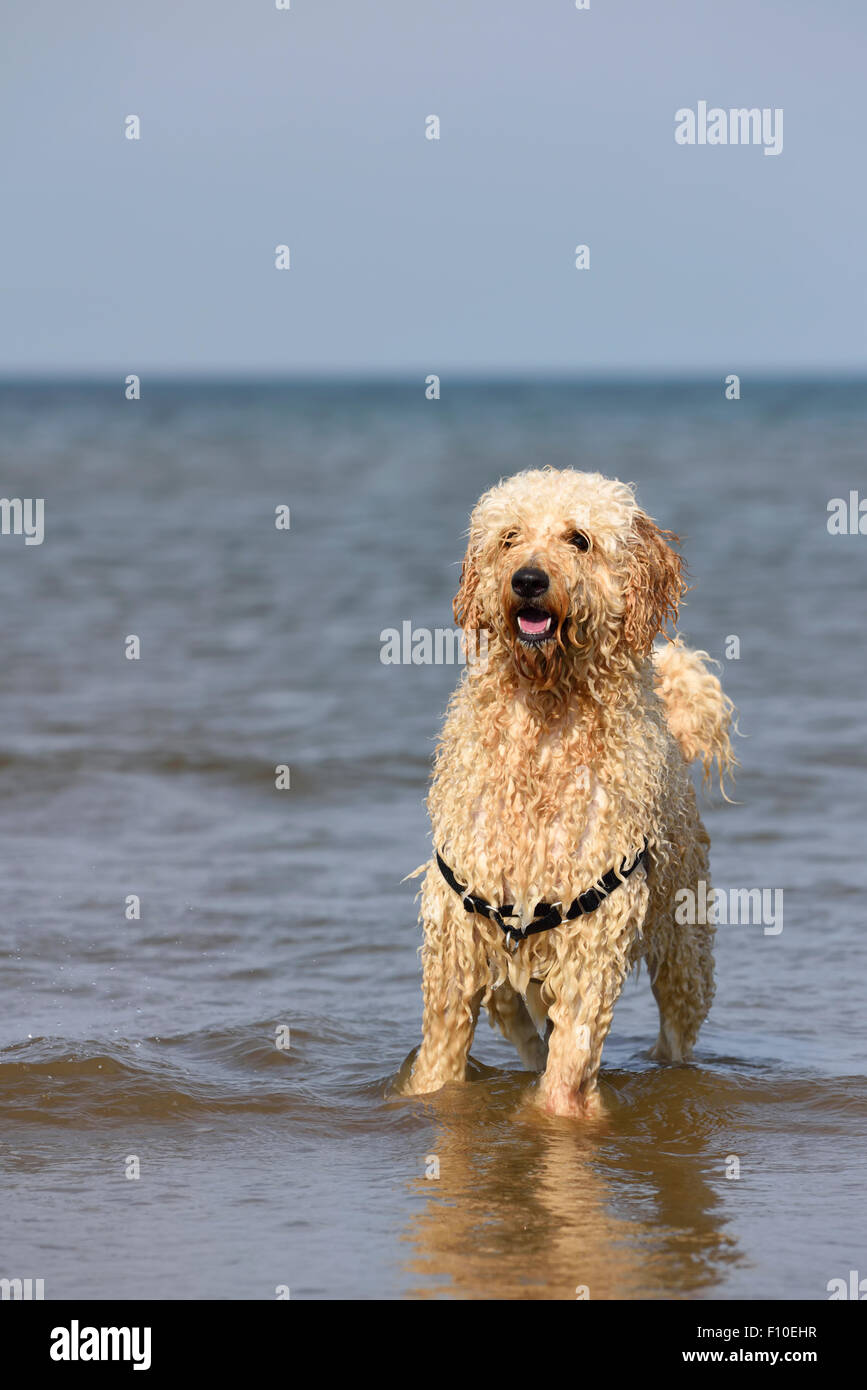 Labradoodle dog standing in the sea in Blackpool, Lancashire Stock Photo