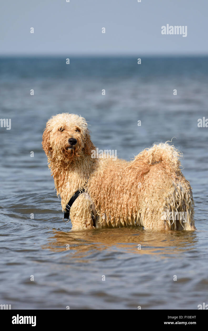 Labradoodle dog standing in the sea in Blackpool, Lancashire Stock Photo