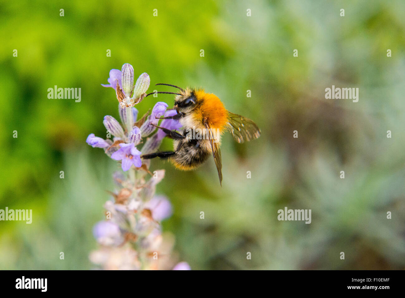 Bumblebee in Lavender Flower Field, Bumlebee (Bombus spec.), Common lavender (Lavandula angustifolia) Stock Photo