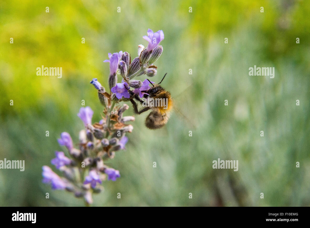 Bumblebee in Lavender Flower Field, Bumlebee (Bombus spec.), Common lavender (Lavandula angustifolia) Stock Photo