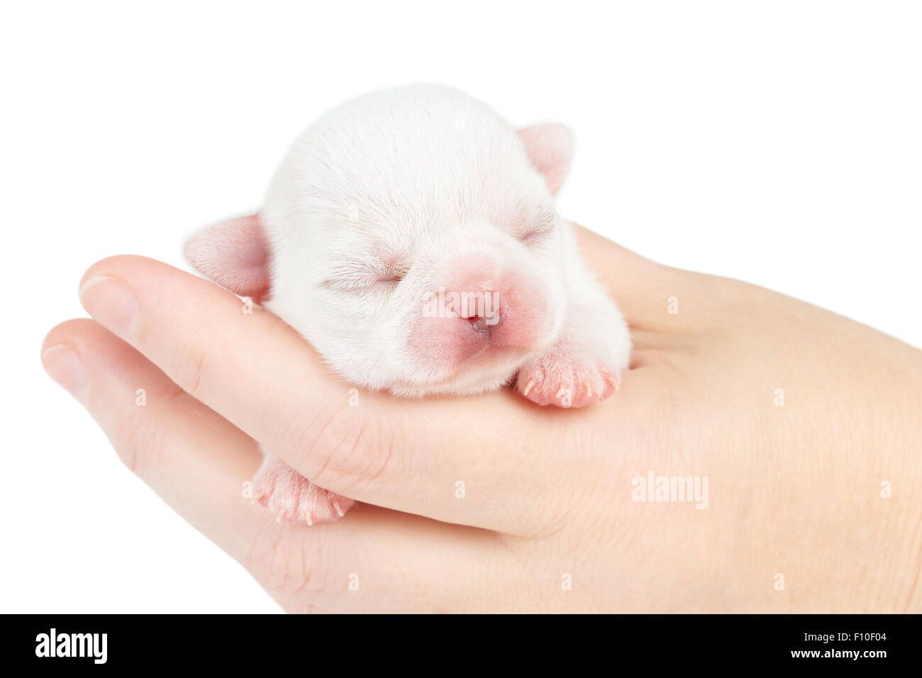 1 week old chihuahua sales puppies