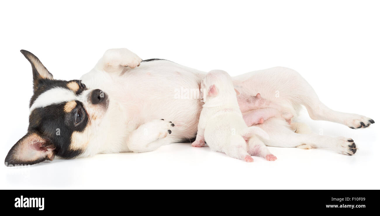 One week old puppy of Chihuahua sucks mother s milk Stock Photo Alamy