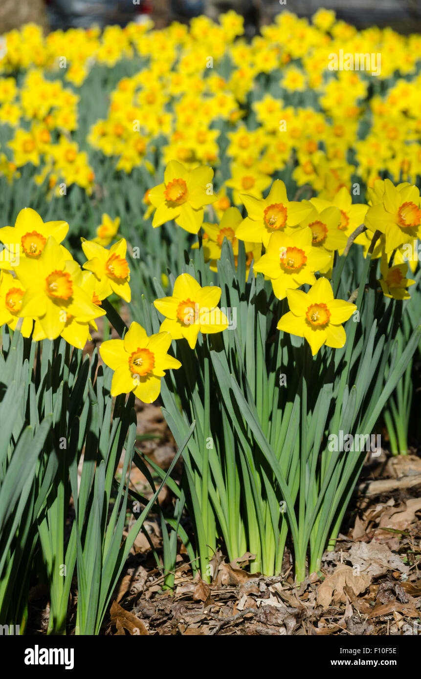 A field of yellow daffodils with orange centers Stock Photo Alamy