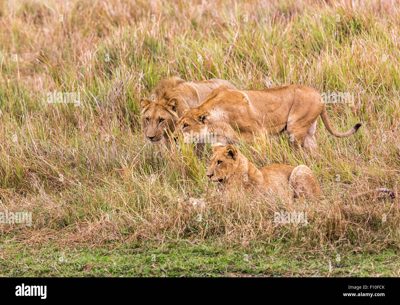 Lions (Panthera leo) on the hunt, Okavango Delta, north Botswana, southern Africa Stock Photo